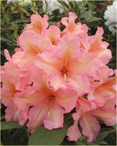 Rhododendron Hybr. 'Orangina'  balliert, 40-50 cm hoch