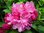 Rhododendron Yakushimanum 'Kalinka' 30-40 cm