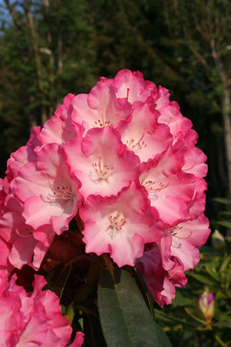 Rhododendron Yakushimanum 'Fantastica' 30-40 cm