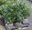 Edel -Kirschlorbeer Prunus laur. 'Van Nes' ,  50-60 cm  hoch