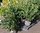 Edel -Kirschlorbeer Prunus laur. 'Van Nes' ,  50-60 cm  hoch
