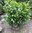 Kirschlorbeer Etna, Prunus laur. 'Etna'  50-60cm balliert