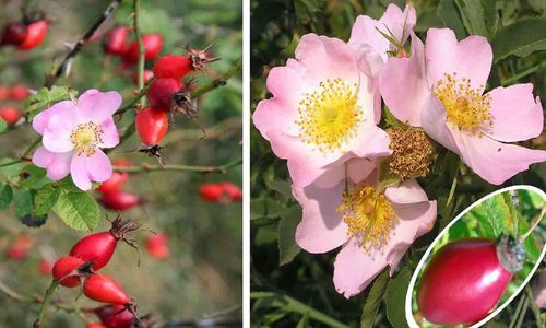 Rosa canina- Hundsrose- Heckenrose - Wildrose im 3 Liter Topf