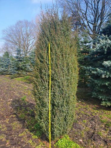 Irischer Säulenwacholder - Juniperus com. 'Hibernica' 40-60cm im 7,5 Liter Topf