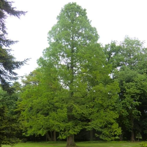 Urwelt-Mammutbaum, Chines. Rotholz (Metasequoia glyptostroboides)100-125cm im 10 Liter Topf