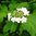 Viburnum opulus/ Gemeiner Schneeball 40-60 cm im 3l Topf