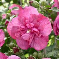 Hibiscus syriacus, lila-rosa Hibiscus, 40-60 cm im 5l Topf