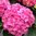 Bauernhortensie Hydrangea macrophilla in verschiedenen Farben, 30-40 cm im 3l Topf