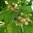 Maulbeerbaum 'Morus alba',  60-100 cm im 7,5l Topf