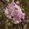 Viburnum bodnantense 'Dawn', Winterschneeball, 80-100 cm im 7,5 lTopf