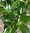 30 Kirschlorbeer Prunus Herbergii, 100-120 cm hoch, frei Haus