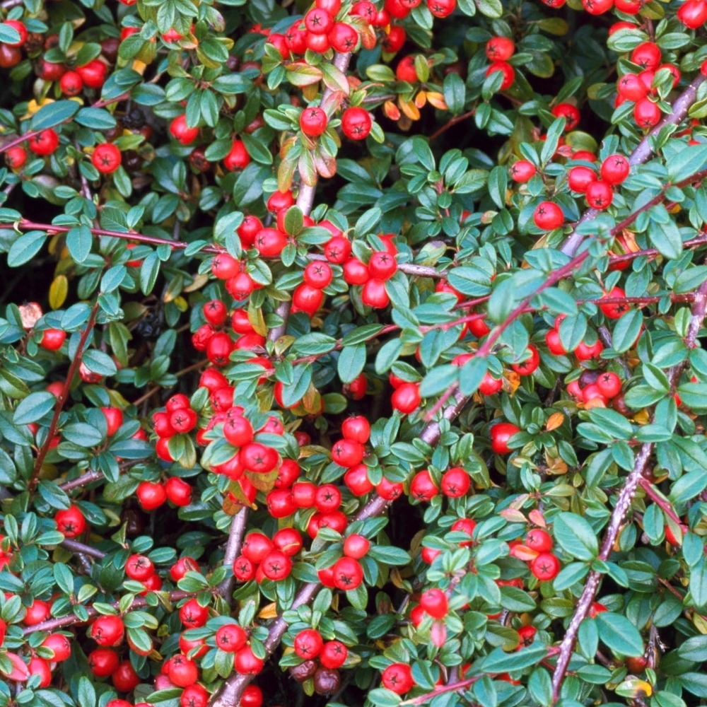 cotoneaster-coral-beauty-p5526-42308_image