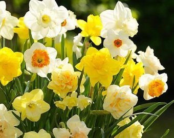 mix_daffodil